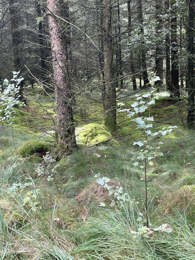 Skovbund og grøn natur under Walk and talk samtaleterapi